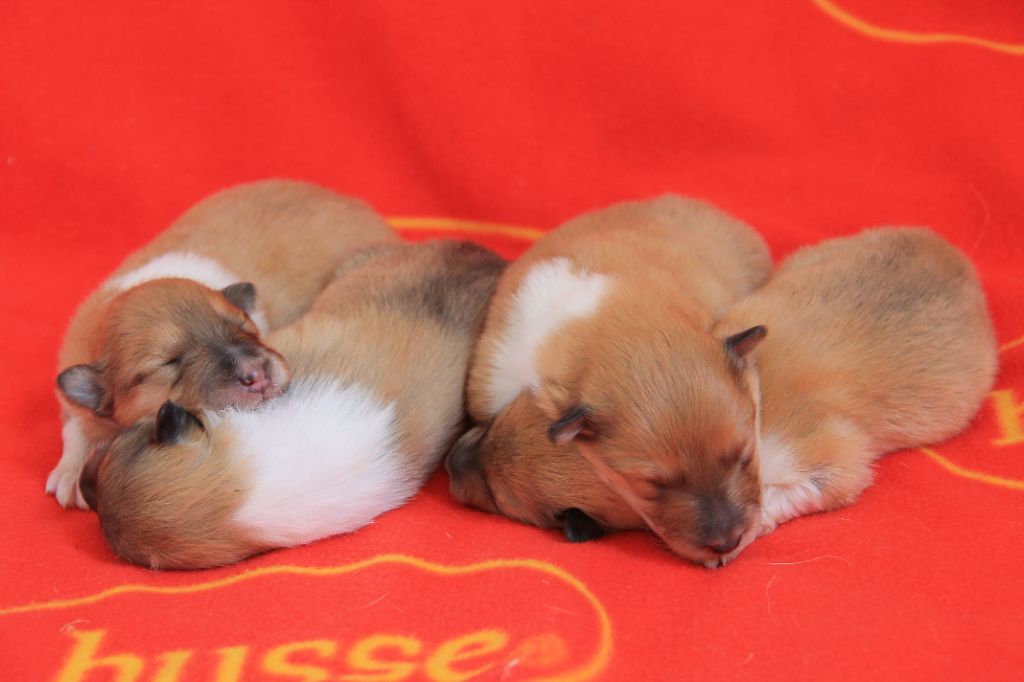 chiot Colley à poil long de la Fleur d'Ecosse