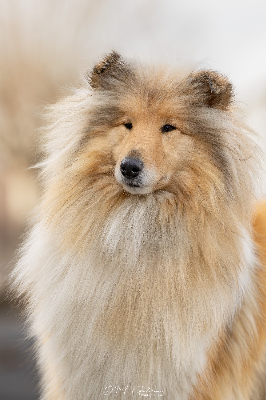 Uptown girl de la Fleur d'Ecosse