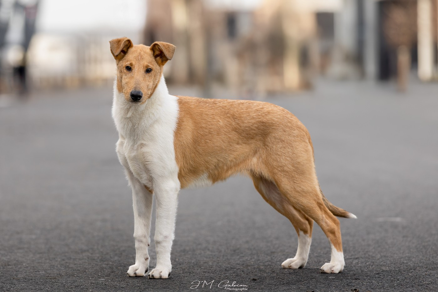 A star is born de la Fleur d'Ecosse