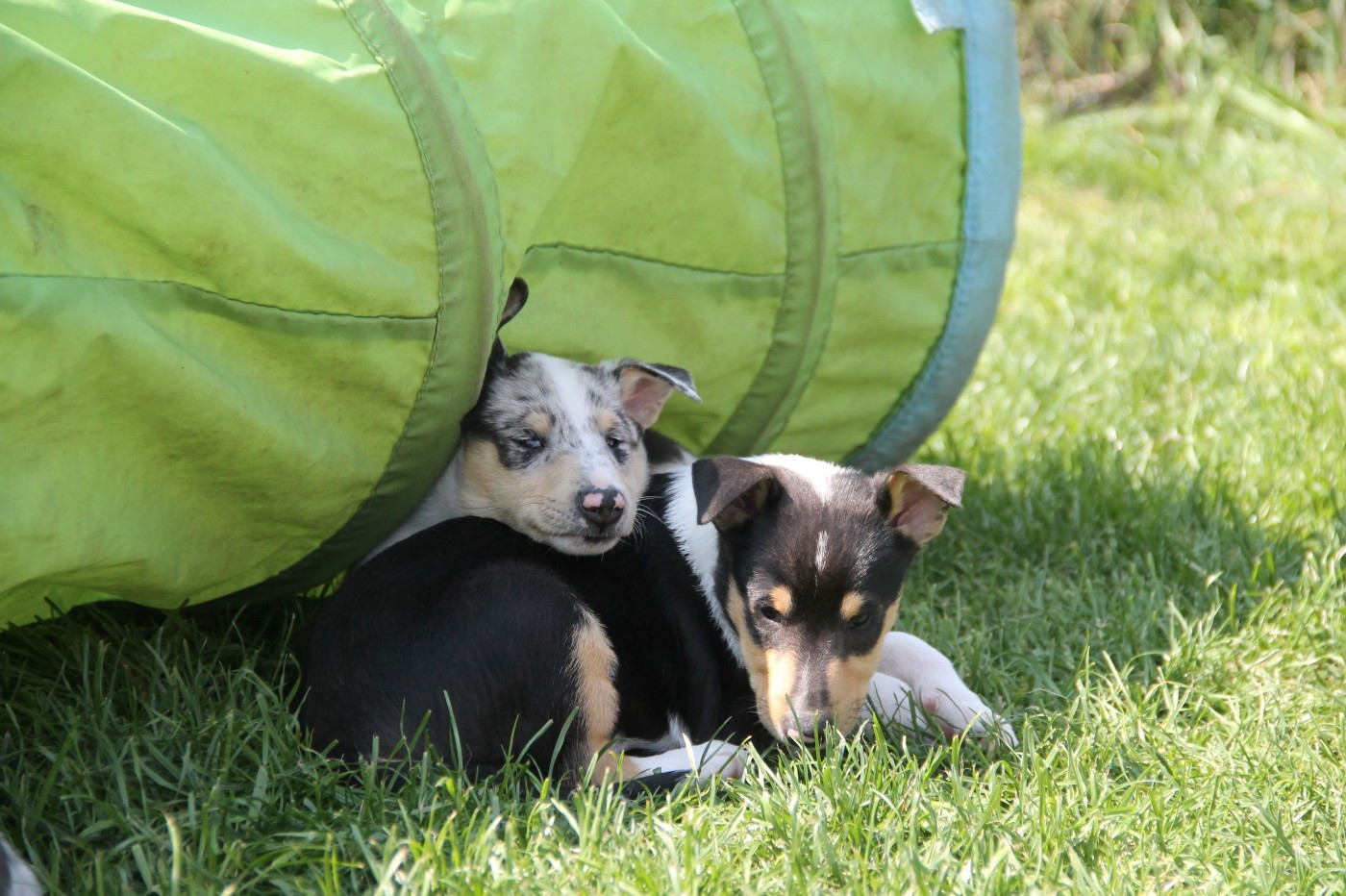Chiots attendus pour fin mars !