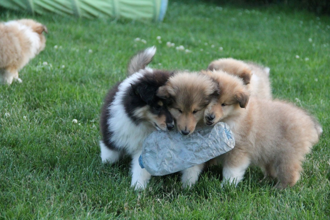 Des bébés pour fin mars !