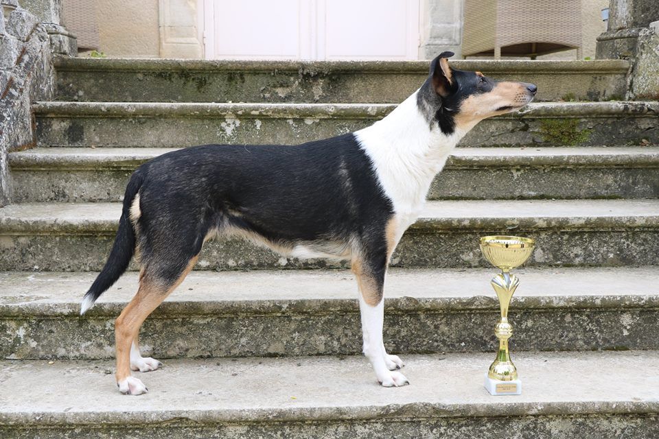 de la Fleur d'Ecosse - Nationale d'elevage 2019