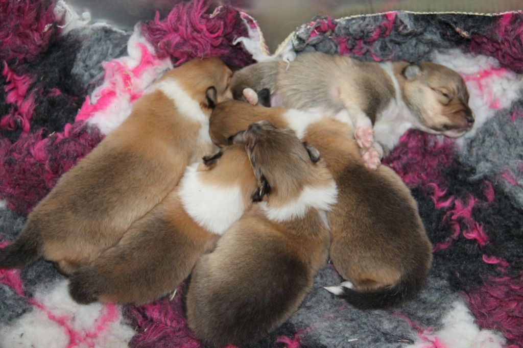 Chiot Colley à poil long de la Fleur d'Ecosse