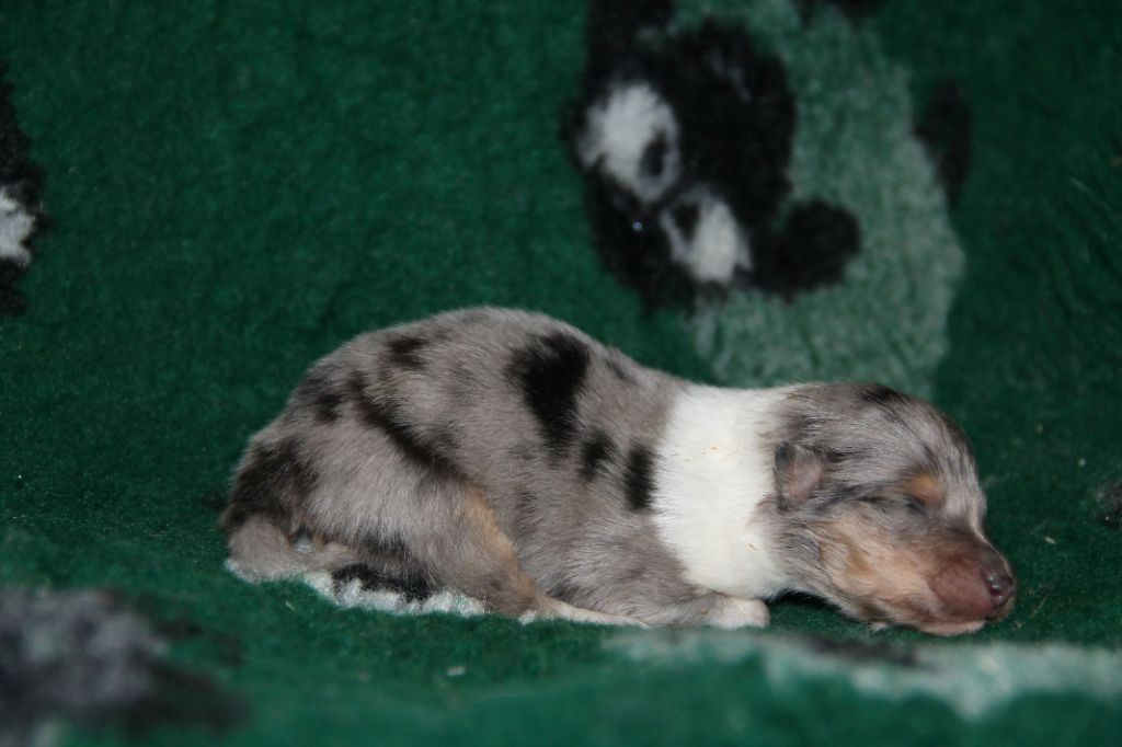 de la Fleur d'Ecosse - Chiots disponibles - Colley à poil long