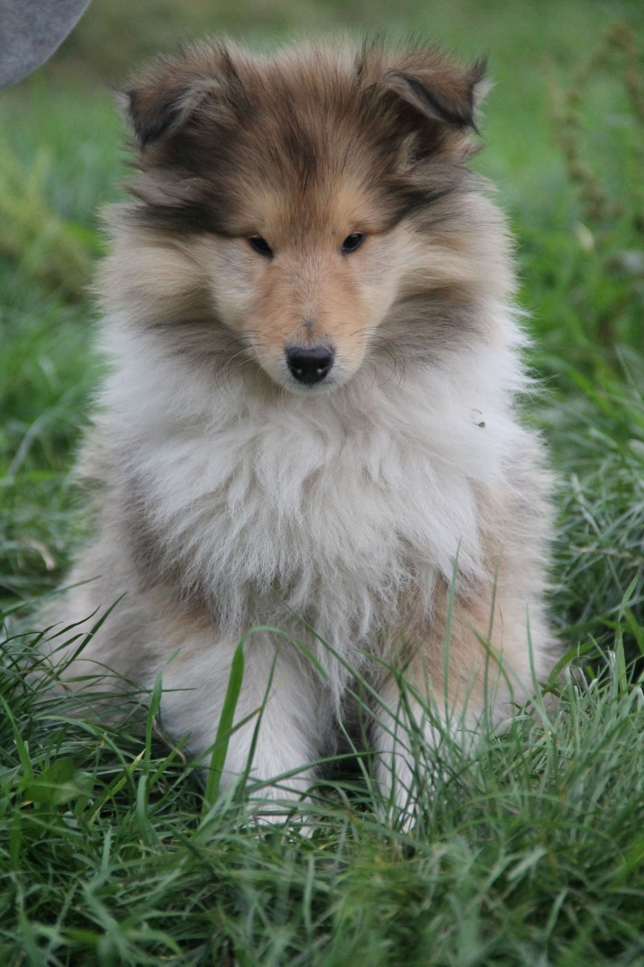 de la Fleur d'Ecosse - Chiots disponibles - Colley à poil long
