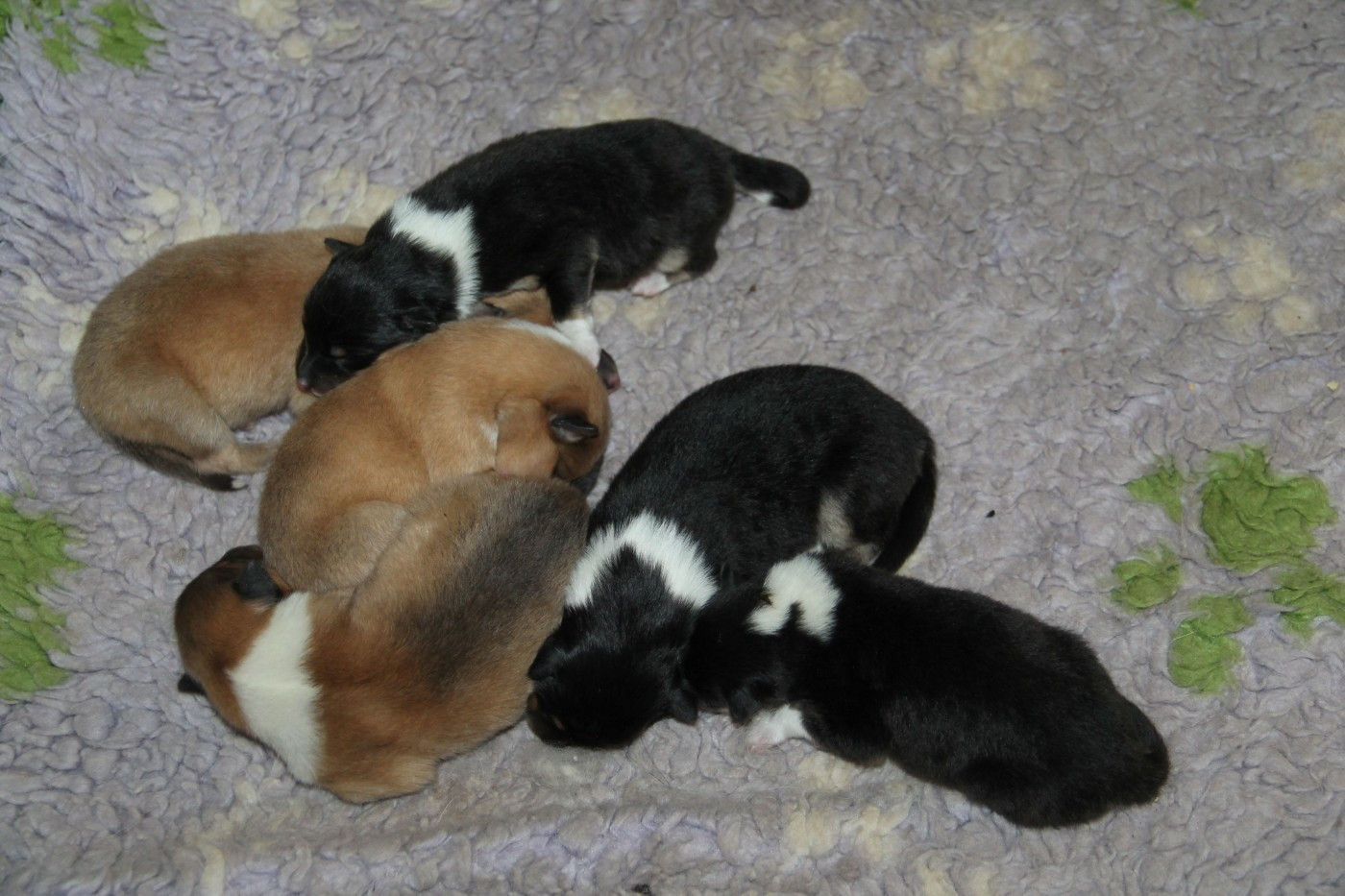 Chiot Colley à poil long de la Fleur d'Ecosse