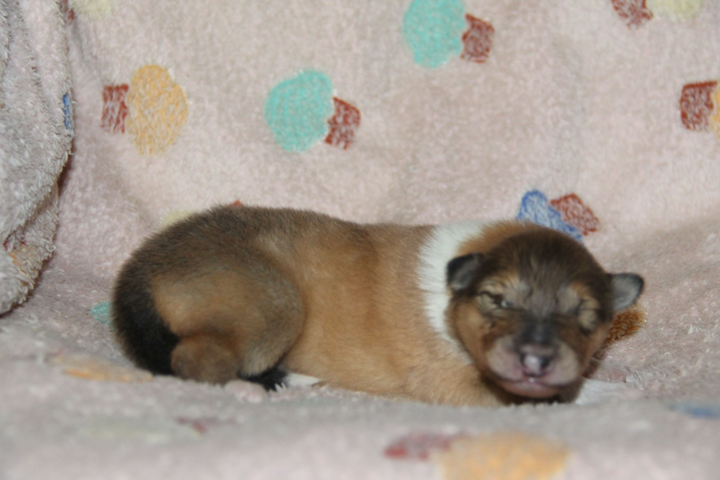 de la Fleur d'Ecosse - Chiots disponibles - Colley à poil long