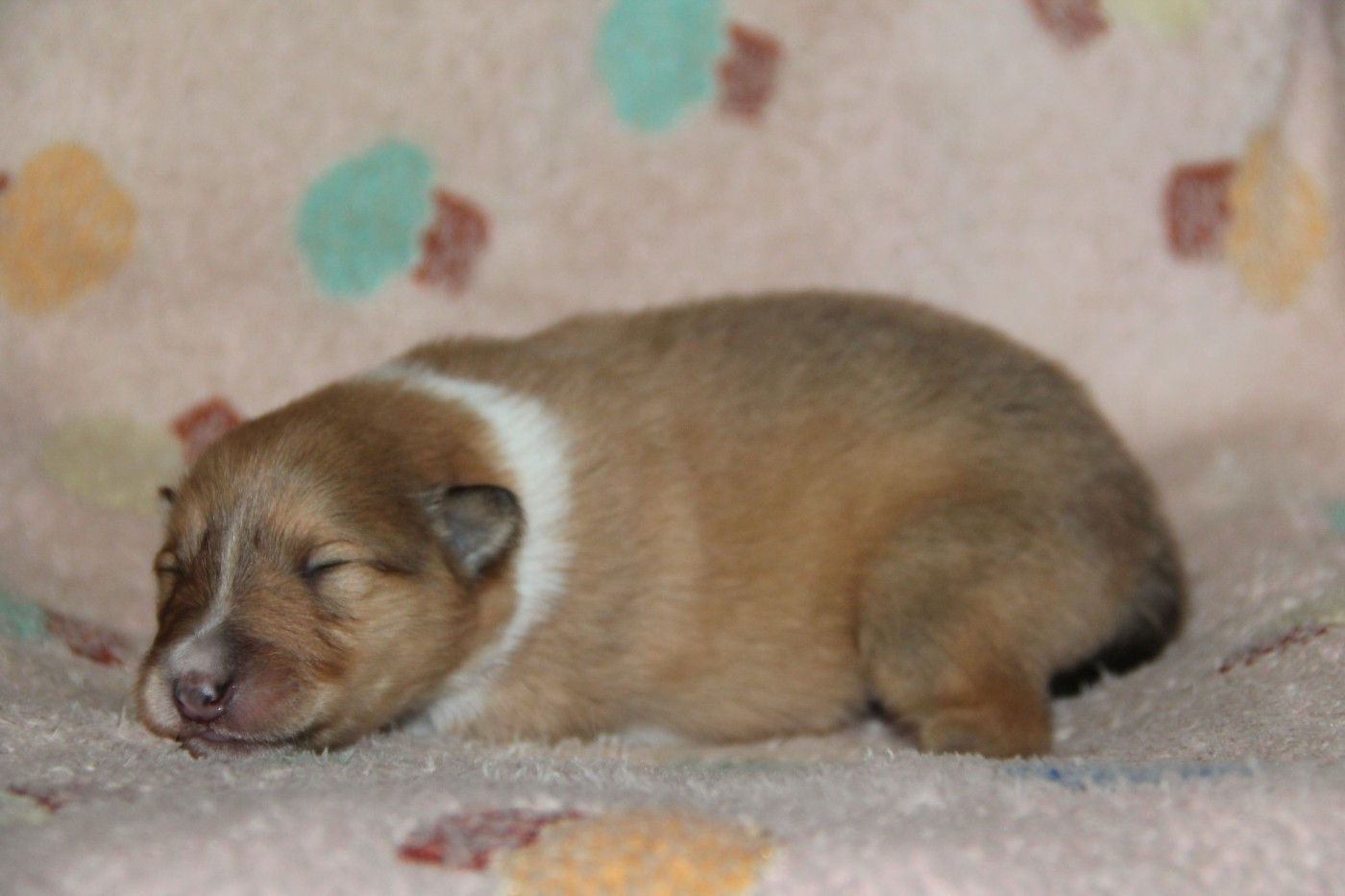 de la Fleur d'Ecosse - Chiots disponibles - Colley à poil long