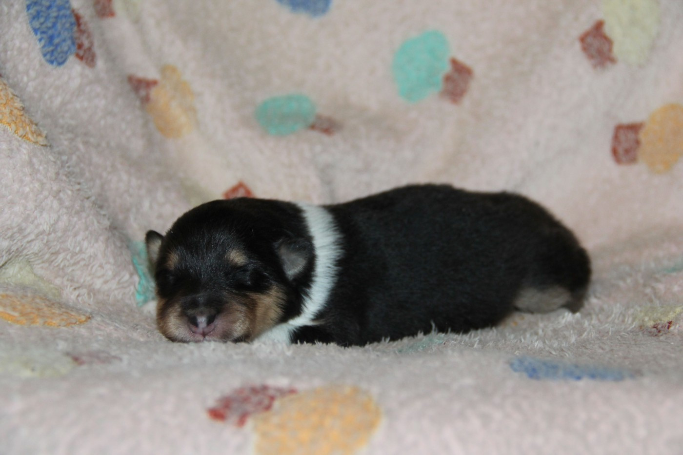 de la Fleur d'Ecosse - Chiots disponibles - Colley à poil long