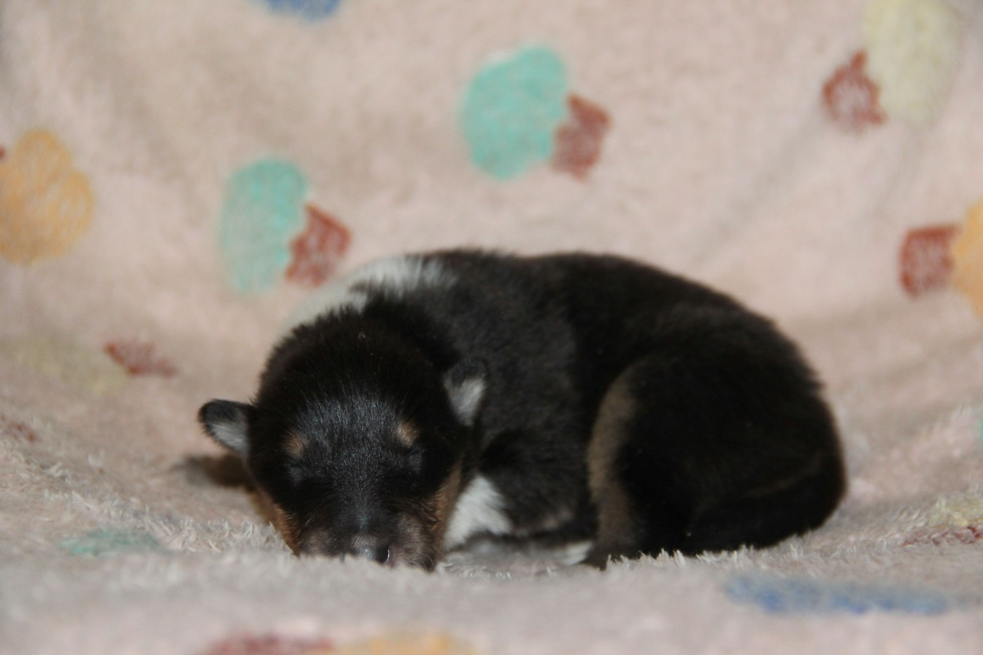 de la Fleur d'Ecosse - Chiots disponibles - Colley à poil long