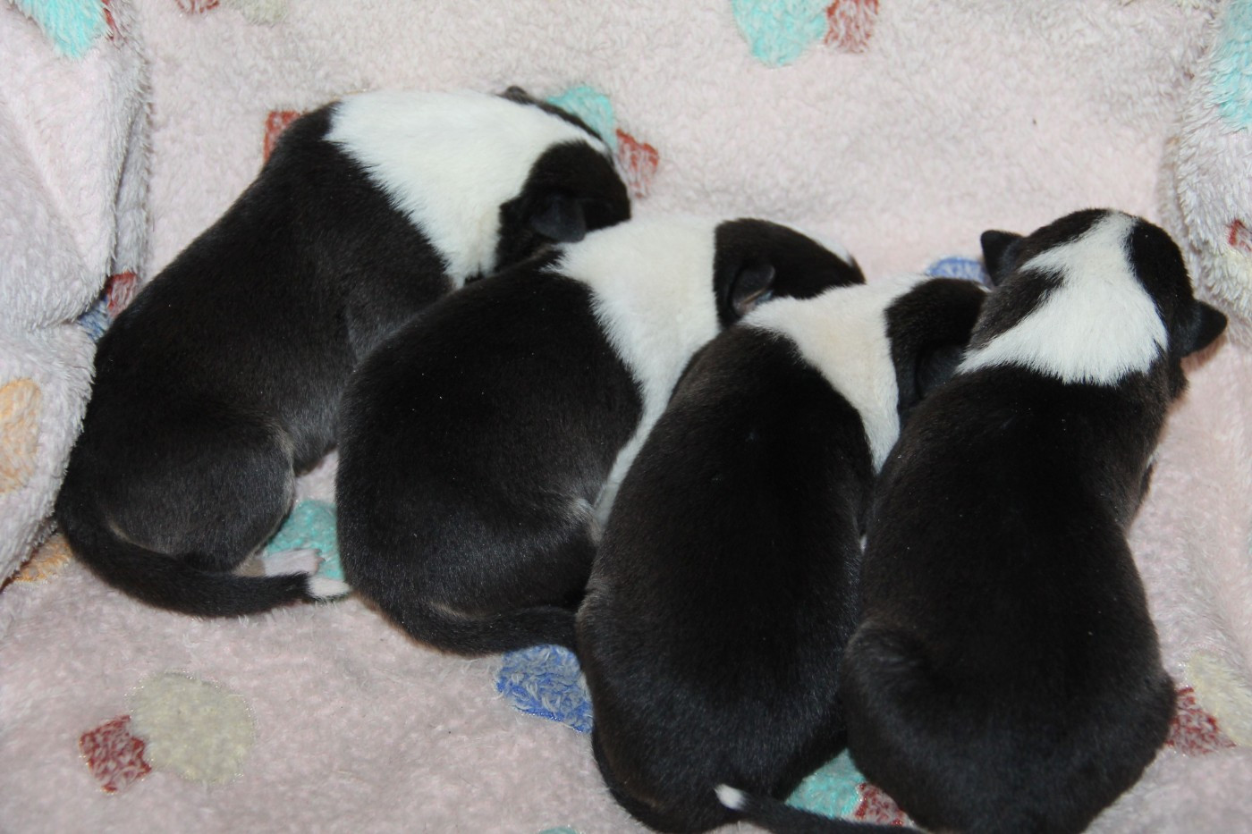 Chiot Colley à poil court de la Fleur d'Ecosse