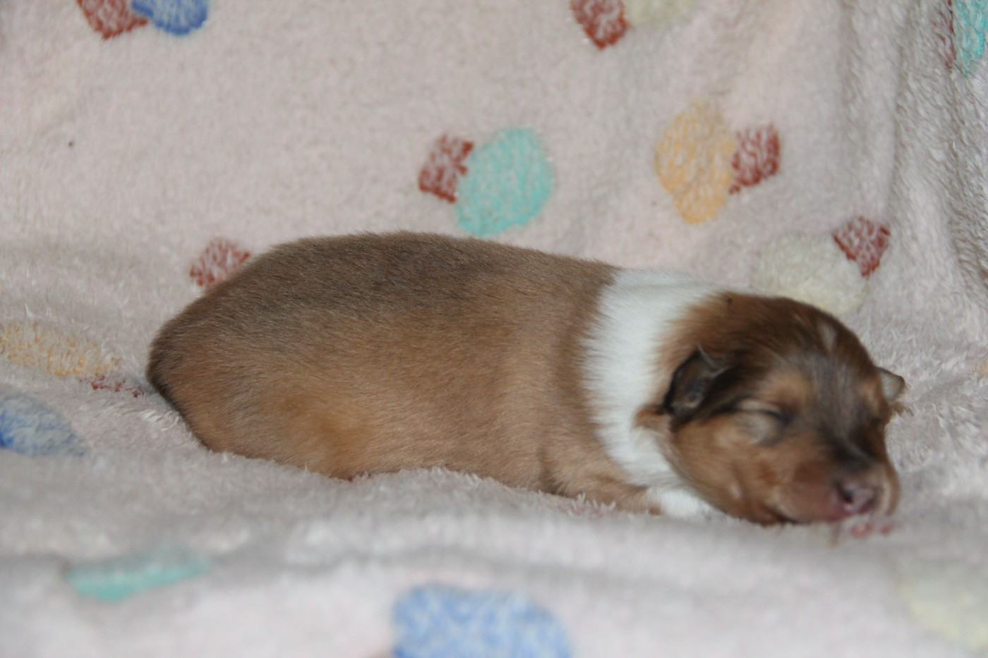 de la Fleur d'Ecosse - Chiots disponibles - Colley à poil long