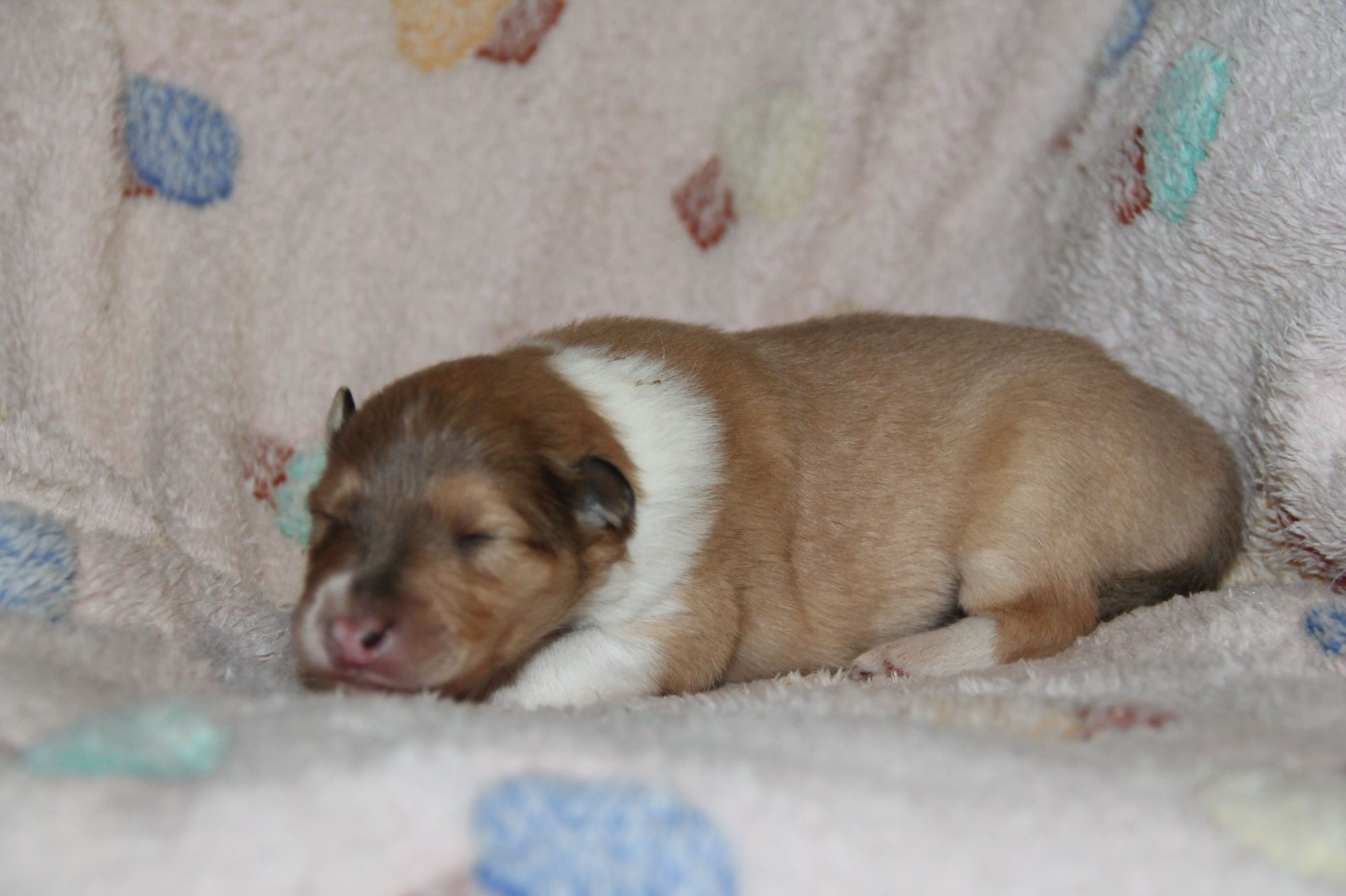 de la Fleur d'Ecosse - Chiots disponibles - Colley à poil long