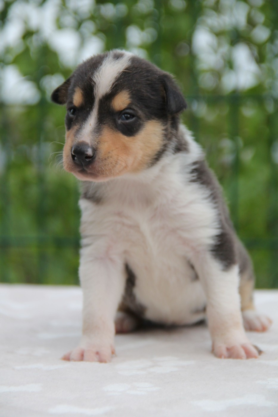 de la Fleur d'Ecosse - Chiots disponibles - Colley à poil court