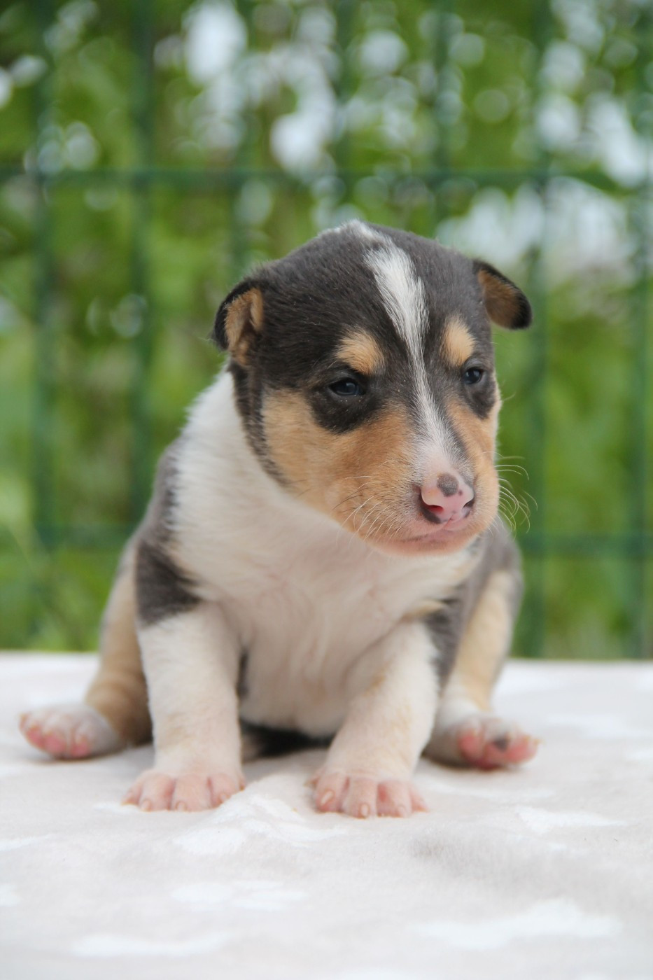 de la Fleur d'Ecosse - Chiots disponibles - Colley à poil court