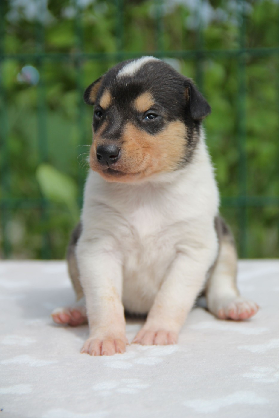 de la Fleur d'Ecosse - Chiots disponibles - Colley à poil court