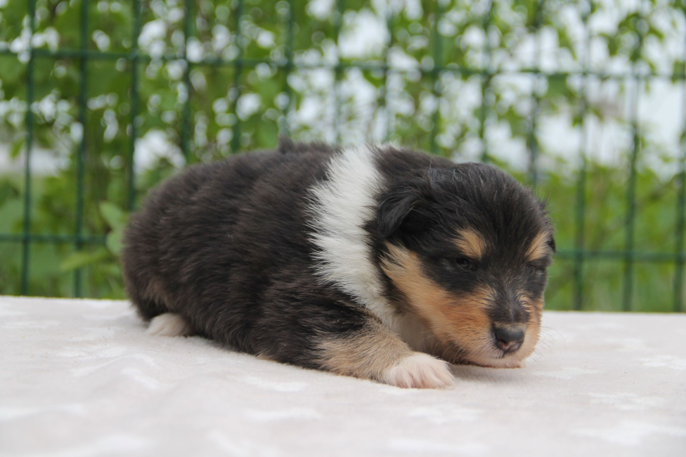 de la Fleur d'Ecosse - Chiots disponibles - Colley à poil long