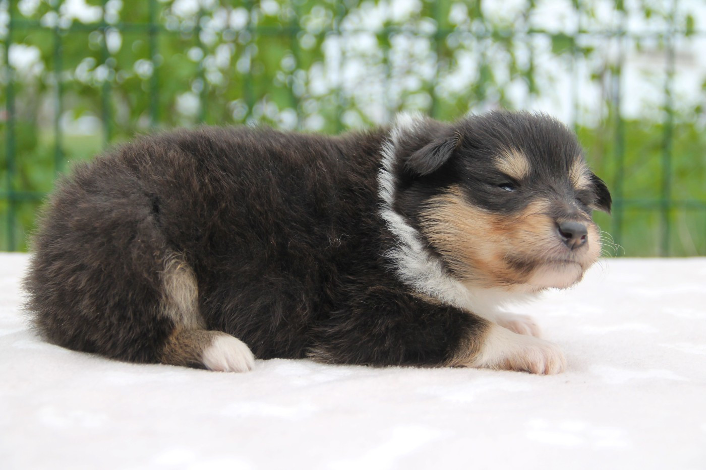 de la Fleur d'Ecosse - Chiots disponibles - Colley à poil long