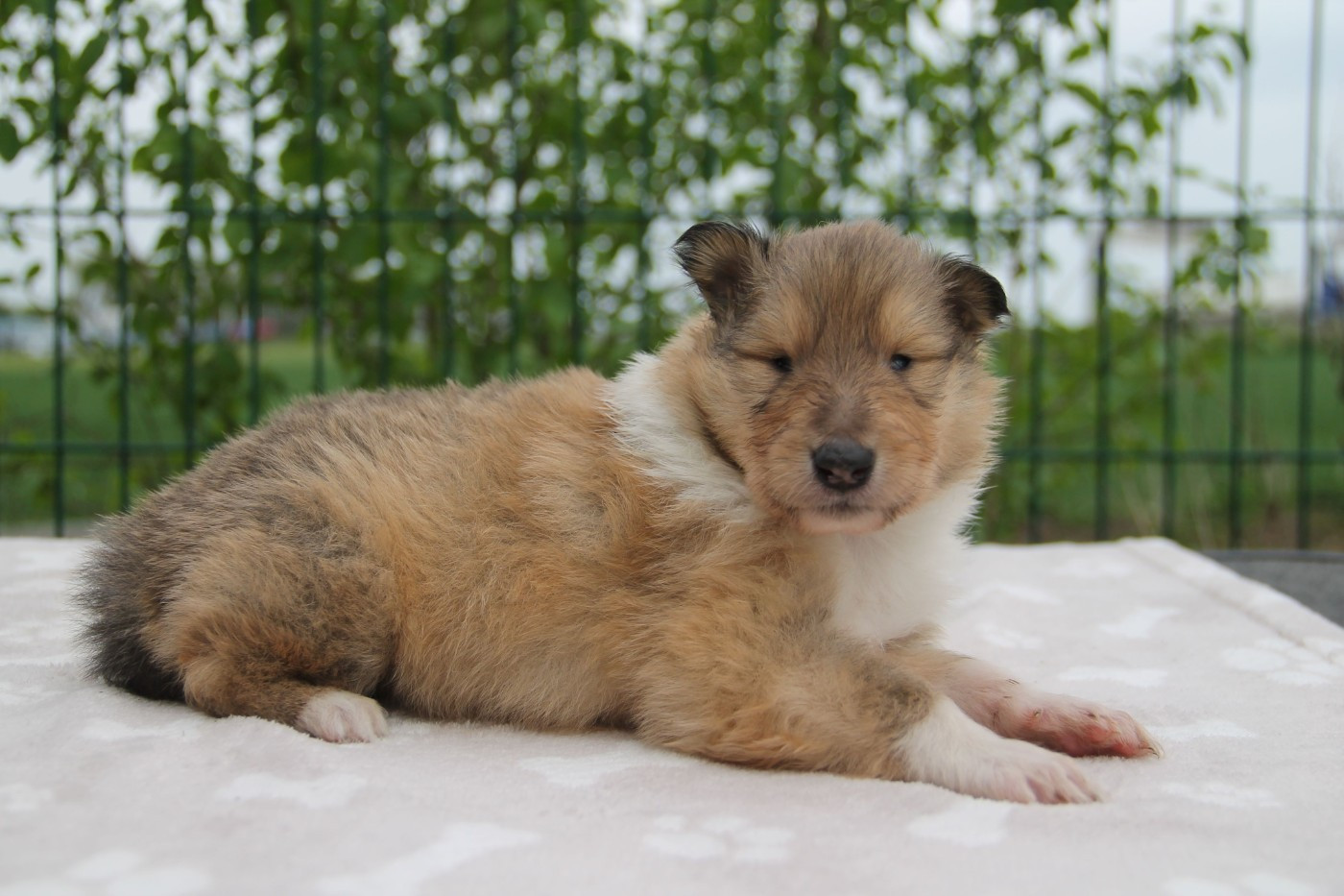 de la Fleur d'Ecosse - Chiots disponibles - Colley à poil long