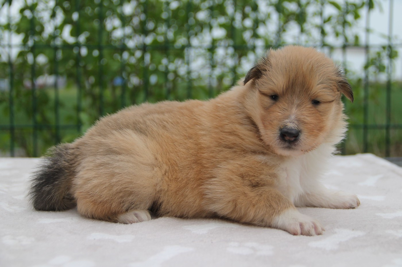 de la Fleur d'Ecosse - Chiots disponibles - Colley à poil long