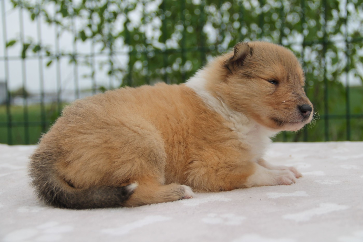 de la Fleur d'Ecosse - Chiots disponibles - Colley à poil long