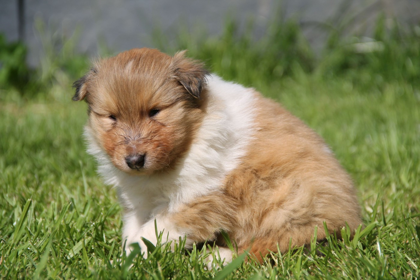 de la Fleur d'Ecosse - Chiots disponibles - Colley à poil long