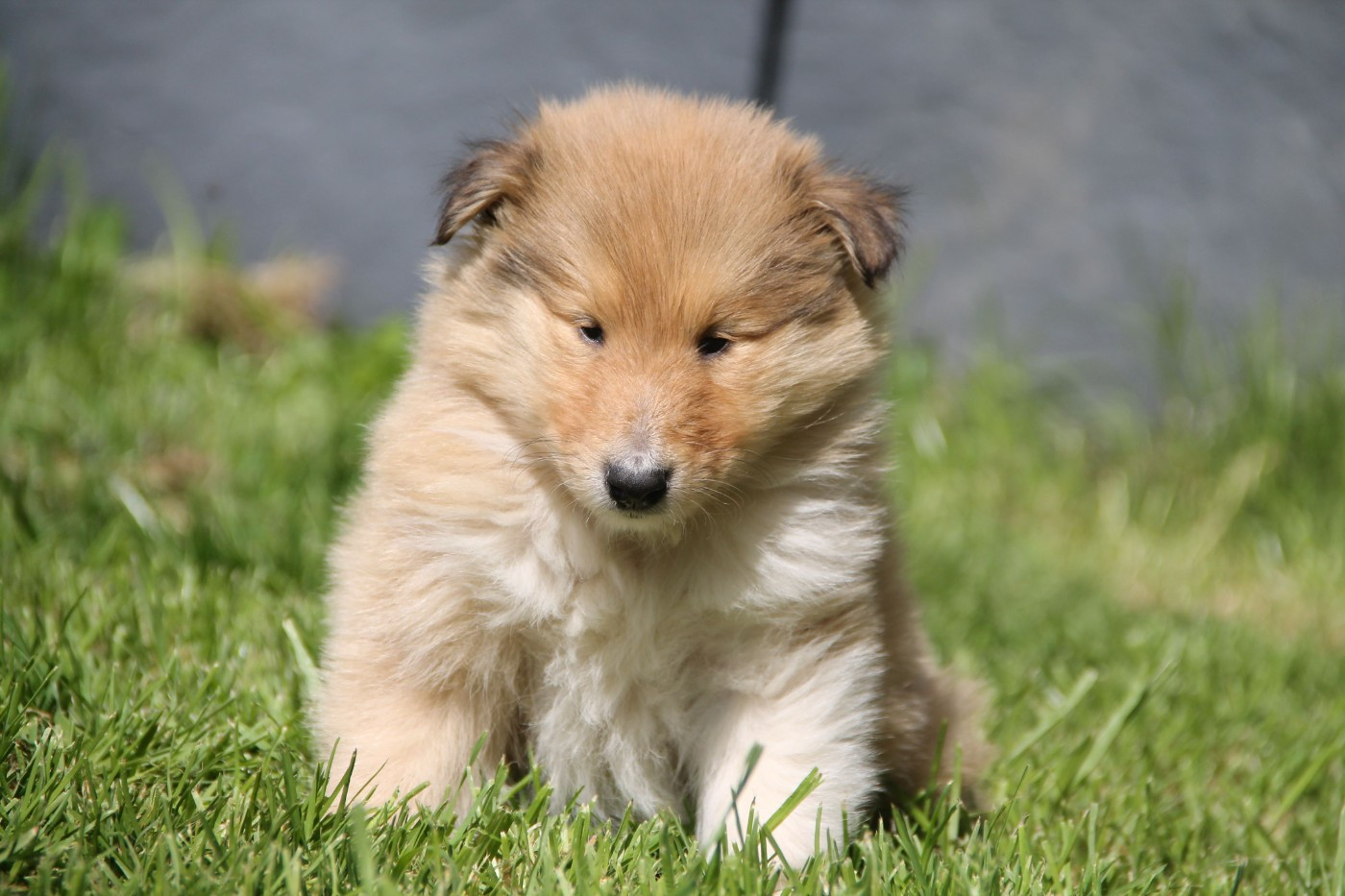 de la Fleur d'Ecosse - Chiots disponibles - Colley à poil long