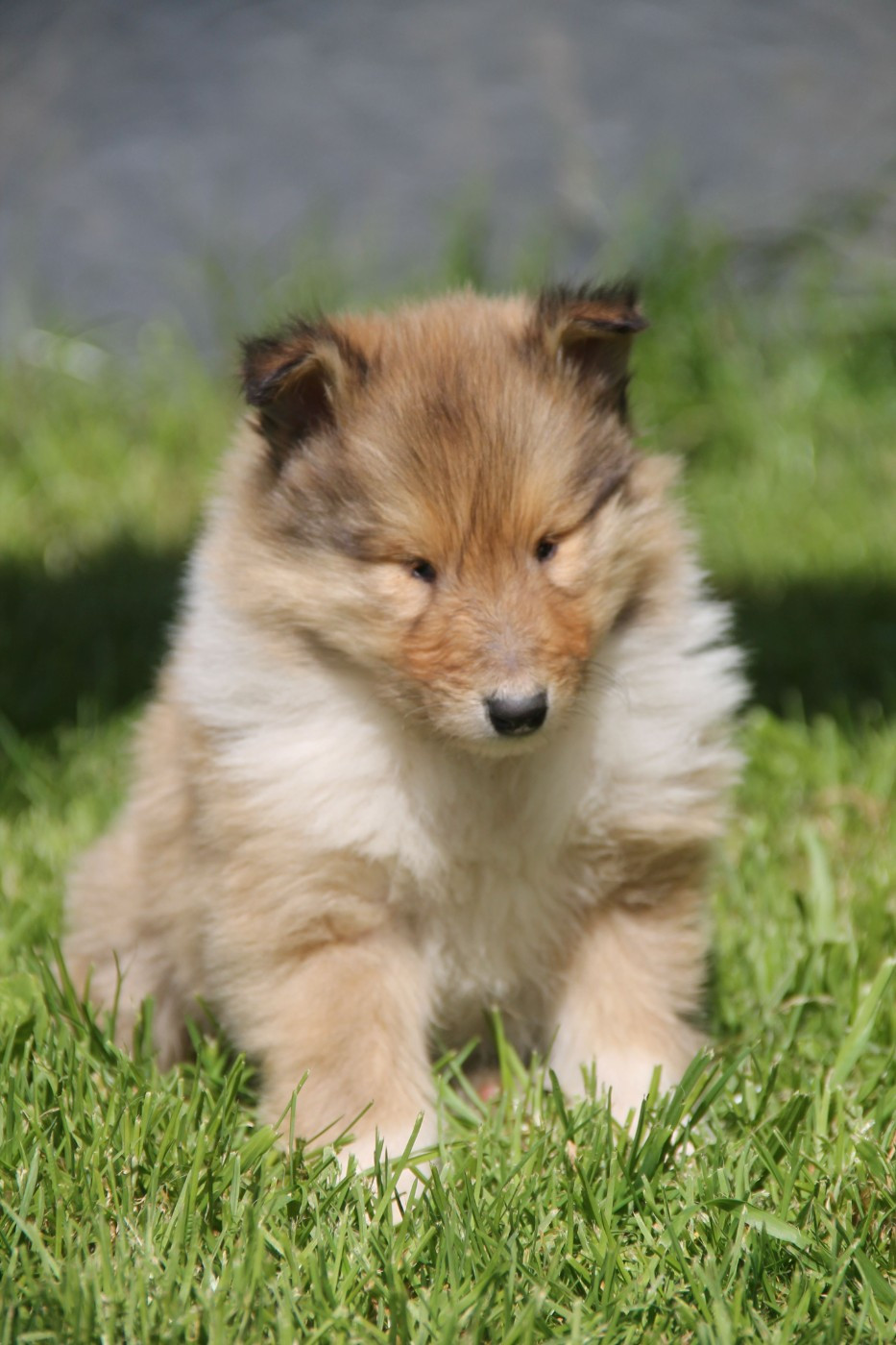 de la Fleur d'Ecosse - Chiots disponibles - Colley à poil long