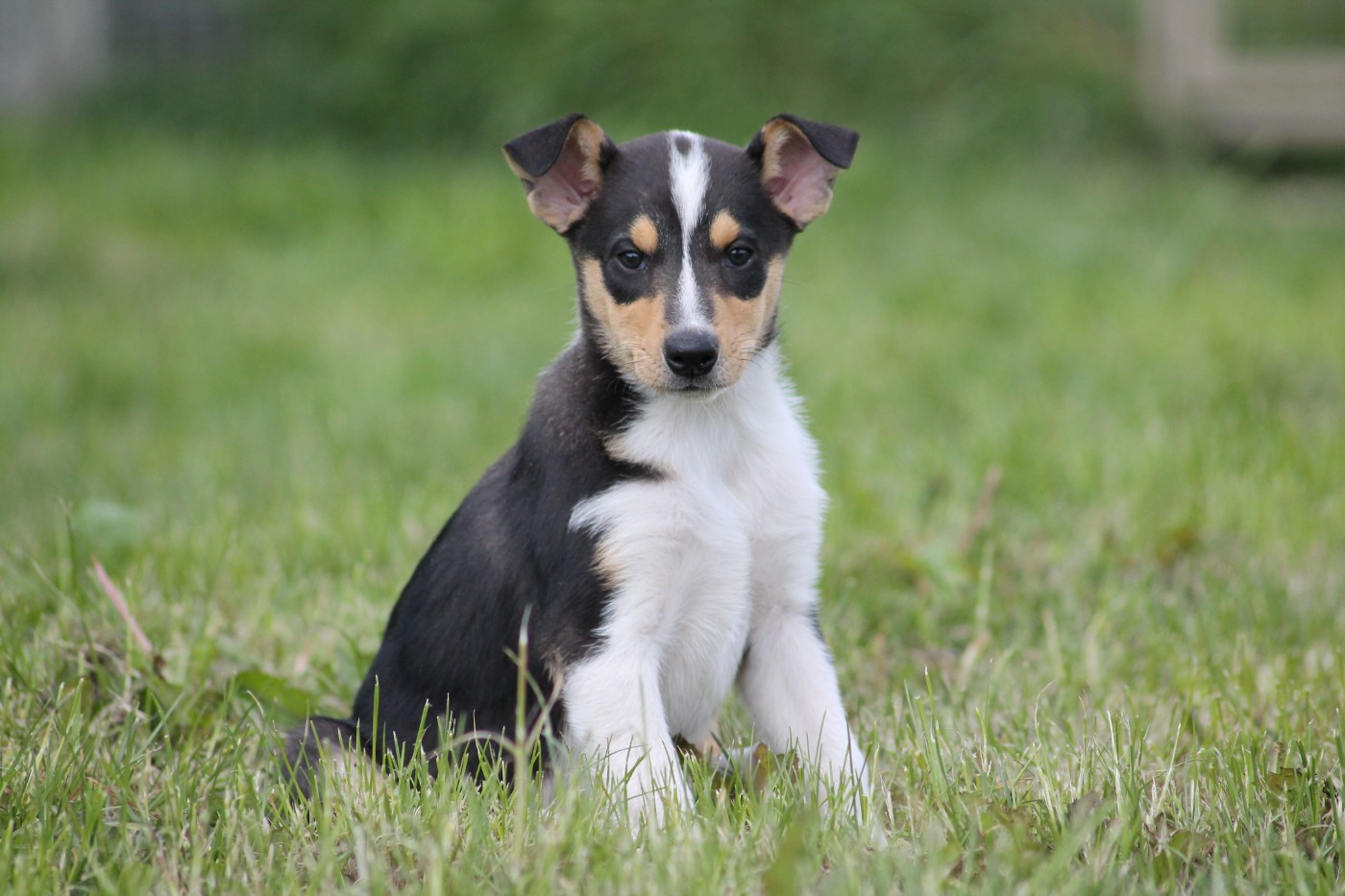 de la Fleur d'Ecosse - Chiots disponibles - Colley à poil court