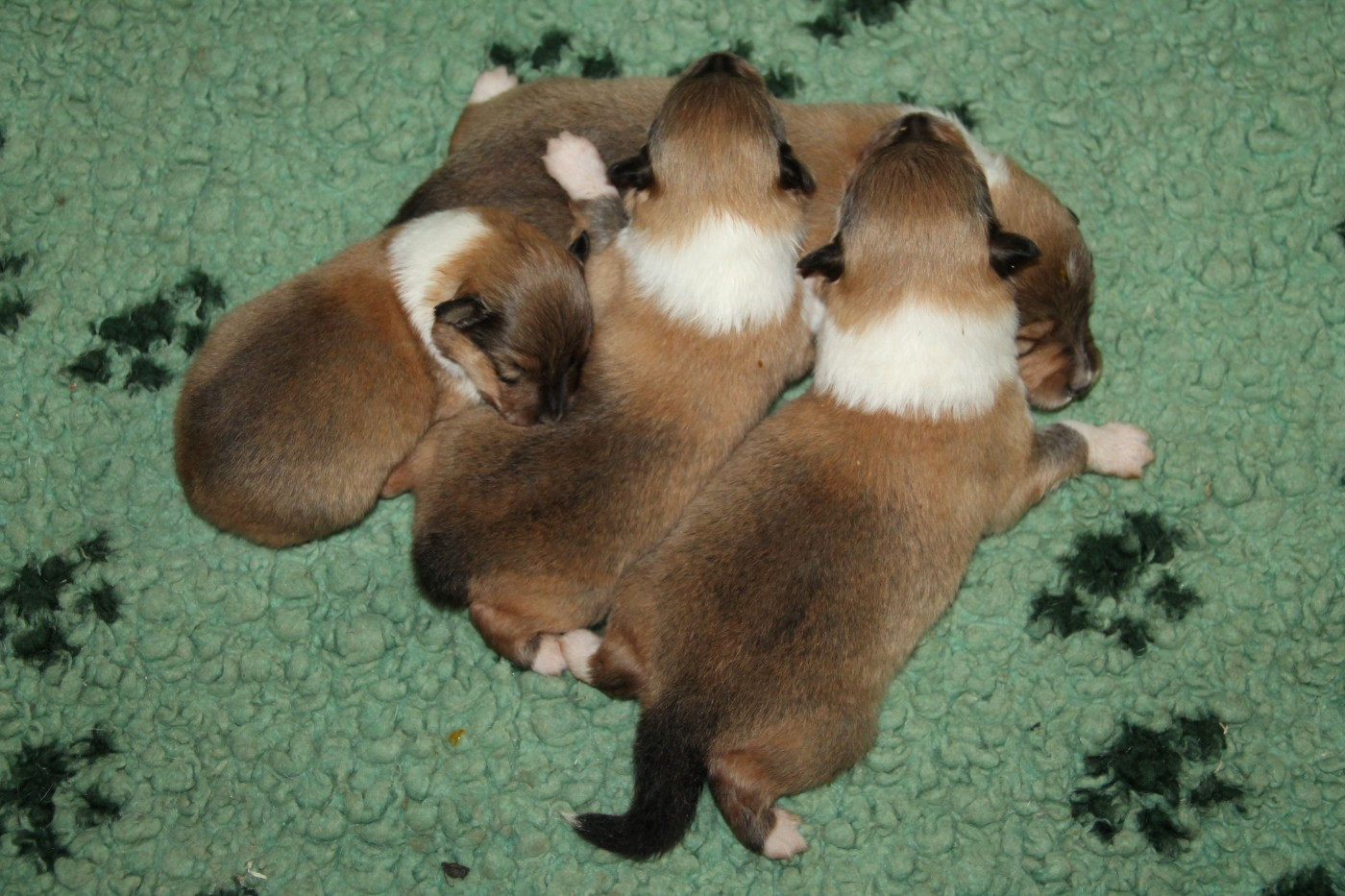 Chiot Colley à poil long de la Fleur d'Ecosse