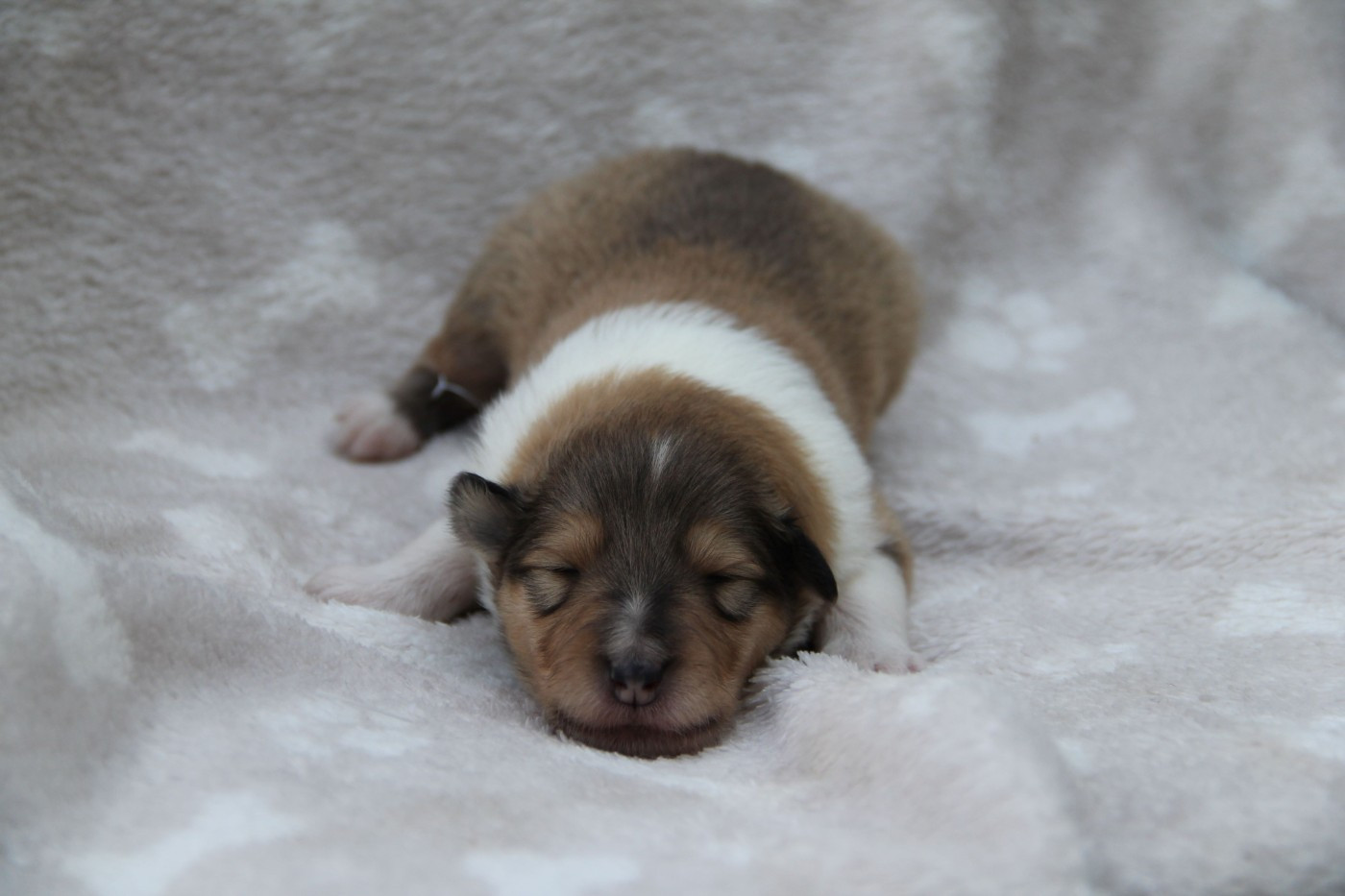 de la Fleur d'Ecosse - Chiots disponibles - Colley à poil long