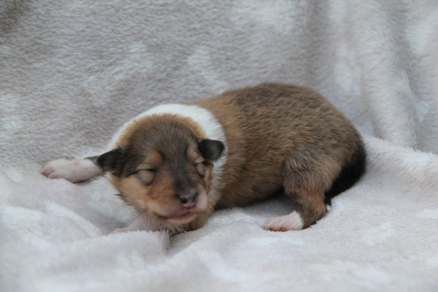 de la Fleur d'Ecosse - Chiots disponibles - Colley à poil long