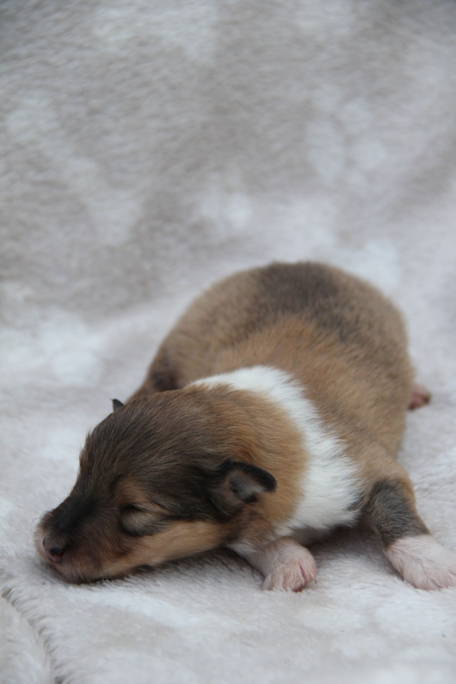 de la Fleur d'Ecosse - Chiots disponibles - Colley à poil long