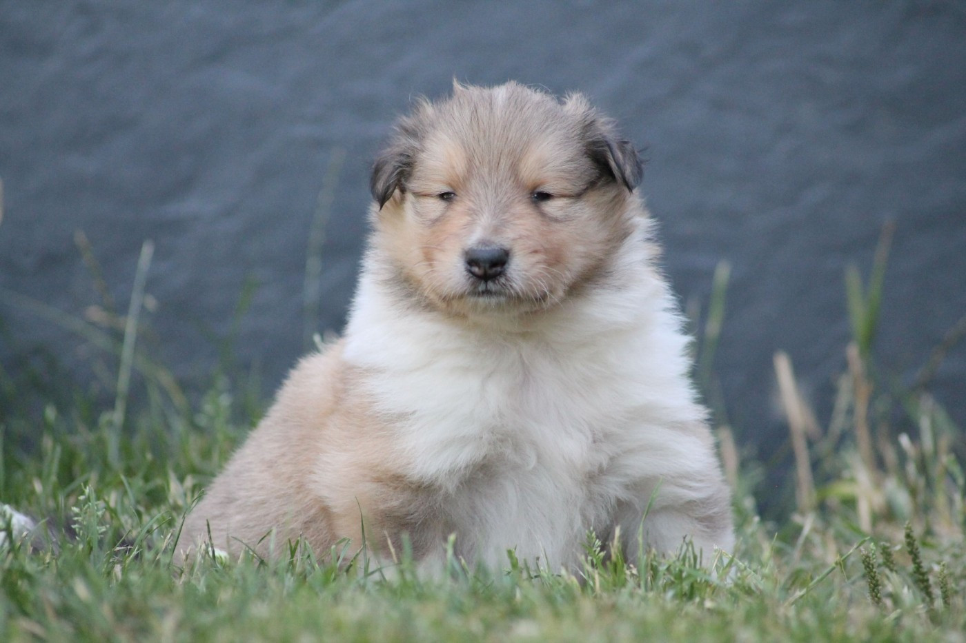 de la Fleur d'Ecosse - Chiots disponibles - Colley à poil long