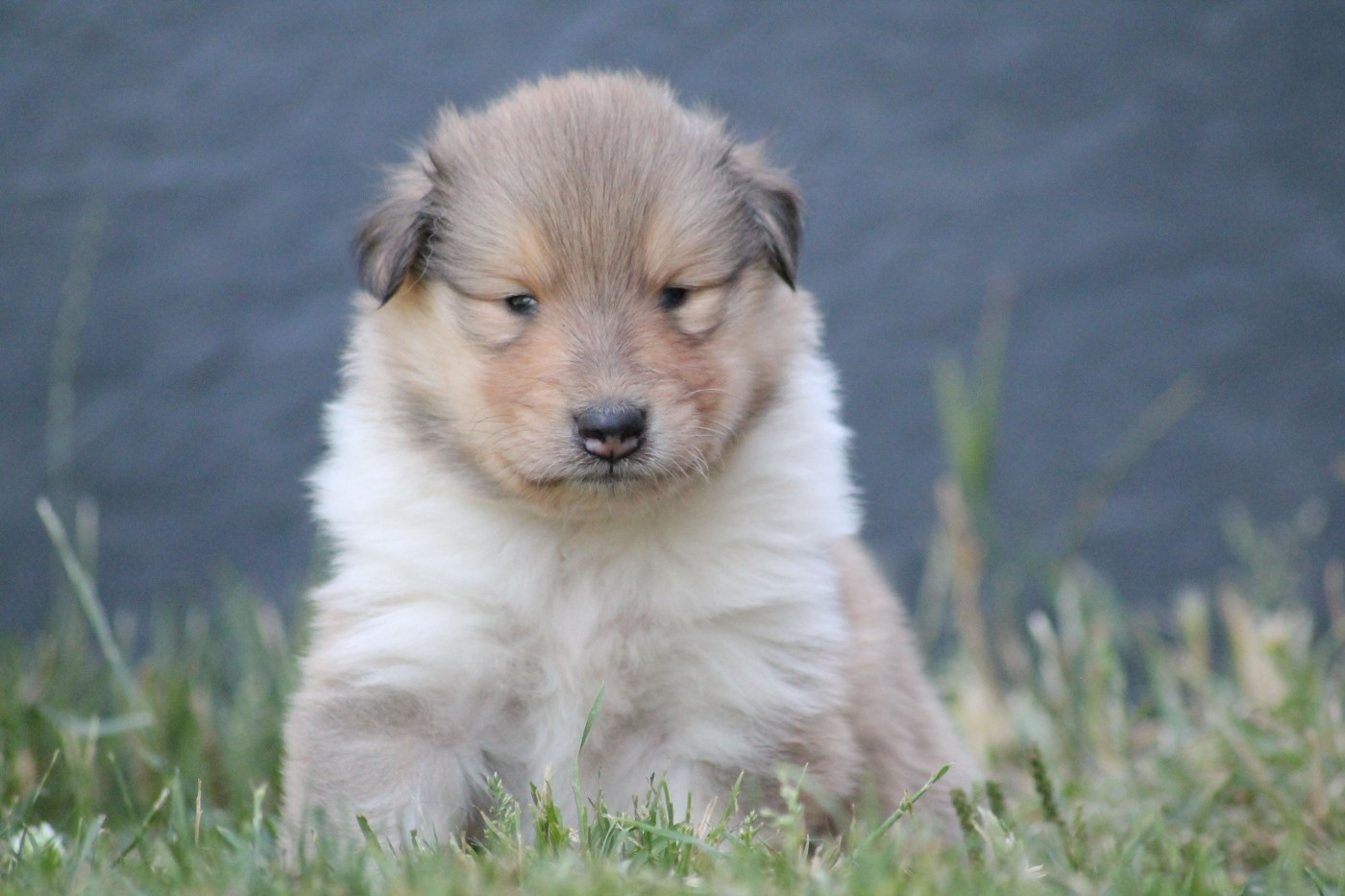 de la Fleur d'Ecosse - Chiots disponibles - Colley à poil long