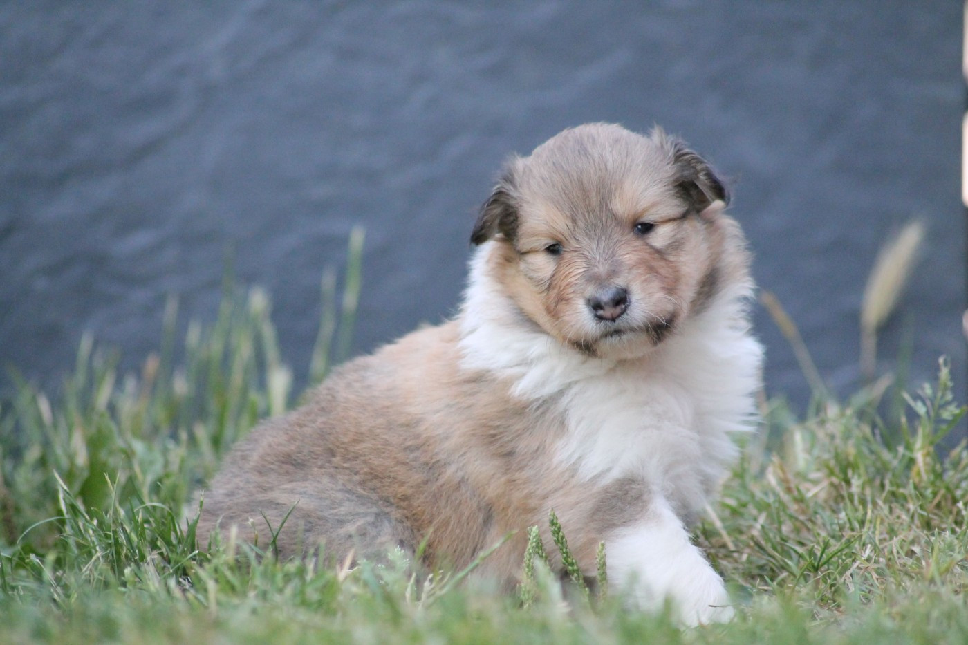 de la Fleur d'Ecosse - Chiots disponibles - Colley à poil long
