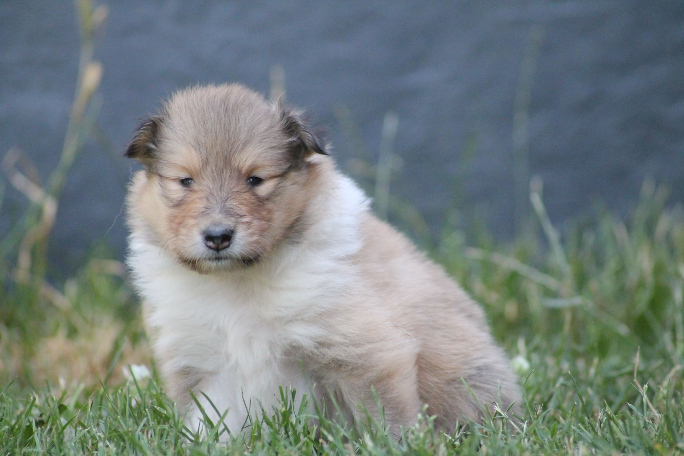 de la Fleur d'Ecosse - Chiots disponibles - Colley à poil long