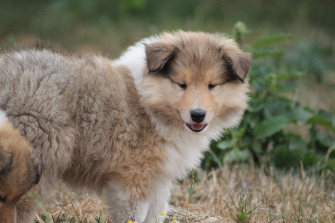 de la Fleur d'Ecosse - Chiots disponibles - Colley à poil long