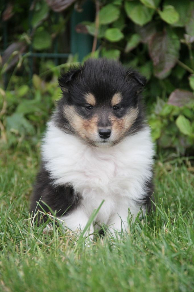 de la Fleur d'Ecosse - Chiots disponibles - Colley à poil long