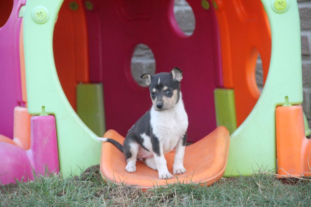 de la Fleur d'Ecosse - Chiots disponibles - Colley à poil court