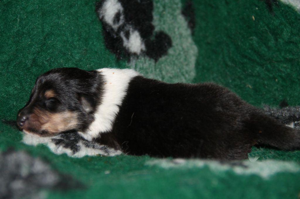de la Fleur d'Ecosse - Chiots disponibles - Colley à poil long