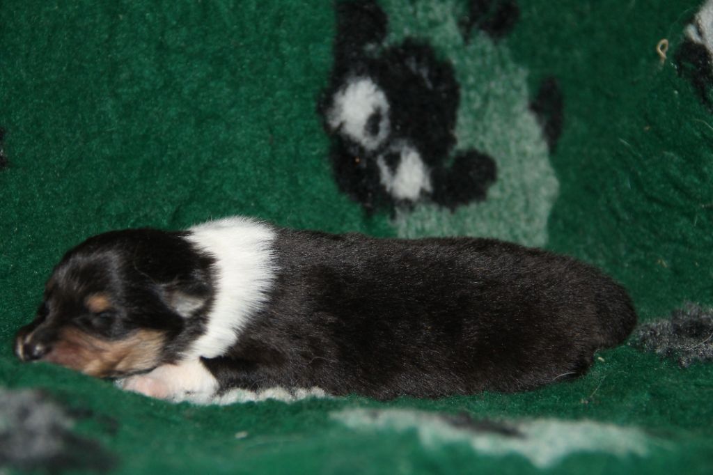 de la Fleur d'Ecosse - Chiots disponibles - Colley à poil long