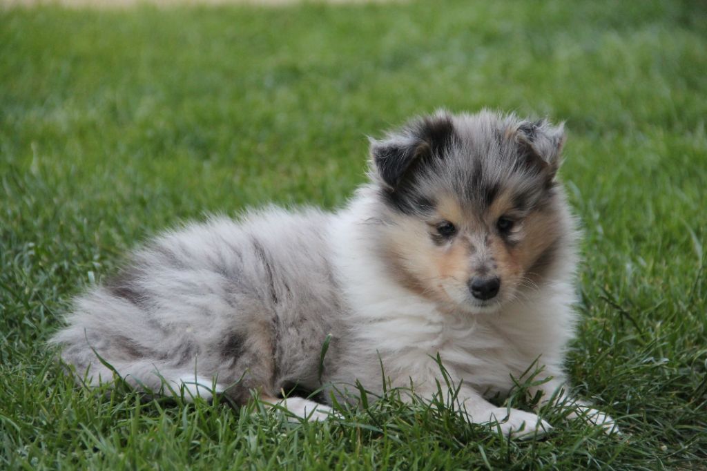de la Fleur d'Ecosse - Chiots disponibles - Colley à poil long