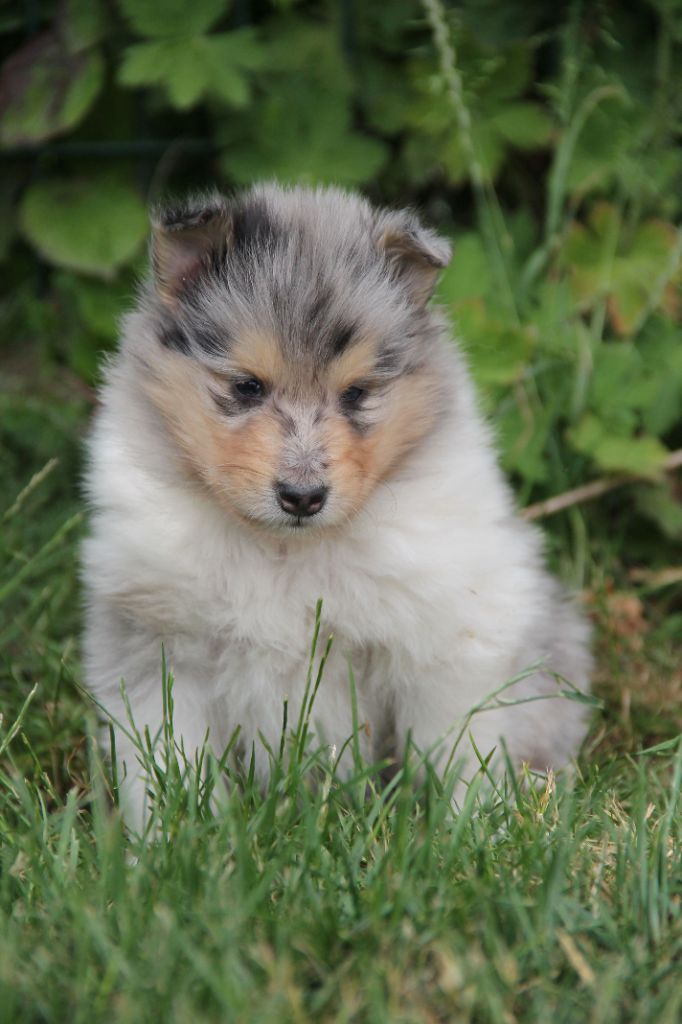 de la Fleur d'Ecosse - Chiots disponibles - Colley à poil long