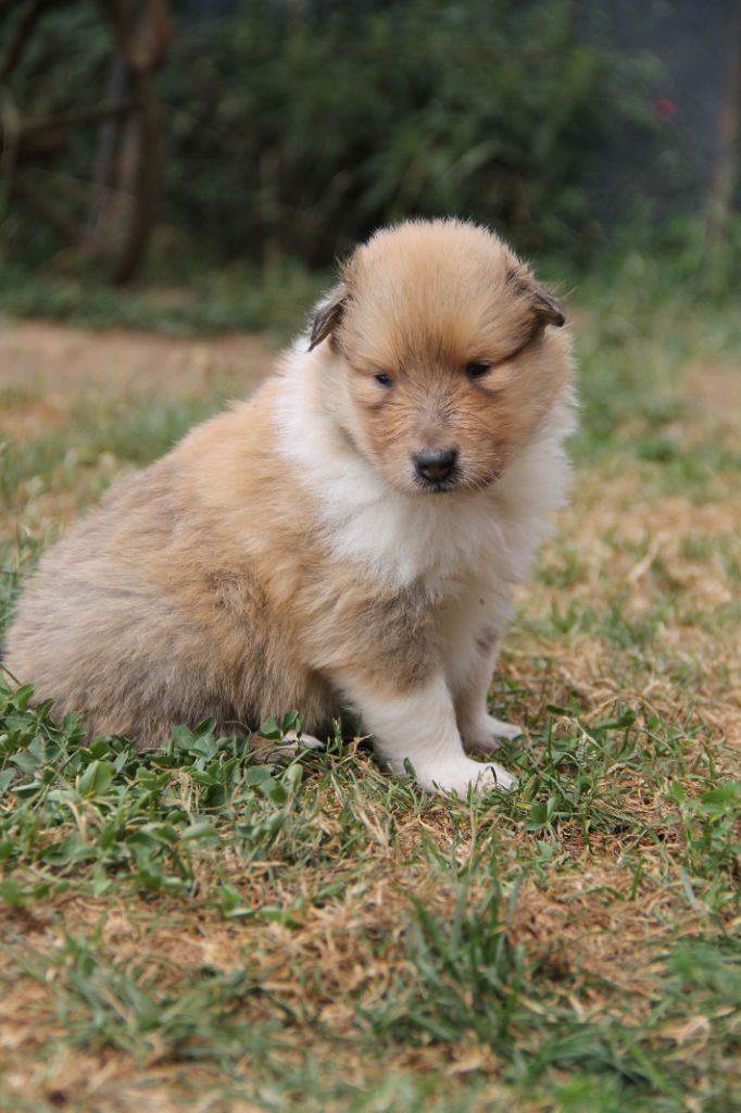 de la Fleur d'Ecosse - Chiots disponibles - Colley à poil long