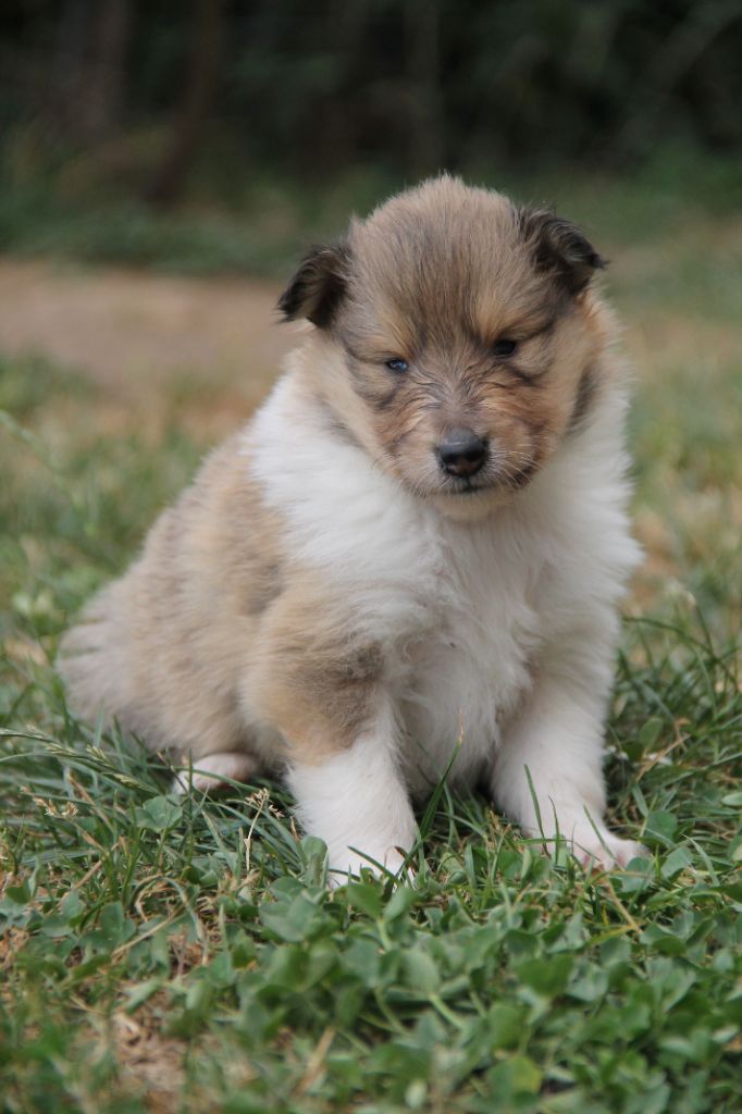 de la Fleur d'Ecosse - Chiots disponibles - Colley à poil long