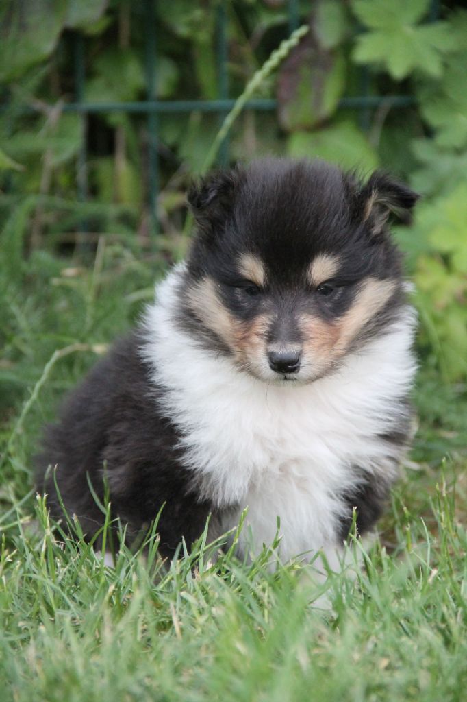 de la Fleur d'Ecosse - Chiots disponibles - Colley à poil long