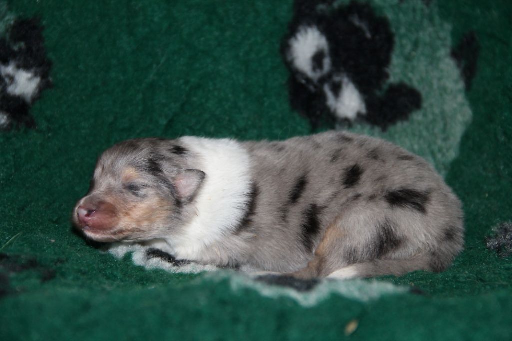 de la Fleur d'Ecosse - Chiots disponibles - Colley à poil long