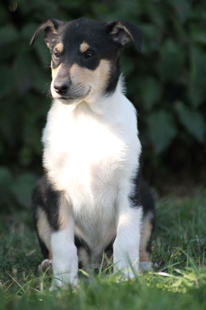 de la Fleur d'Ecosse - Colley à poil court - Portée née le 27/07/2025