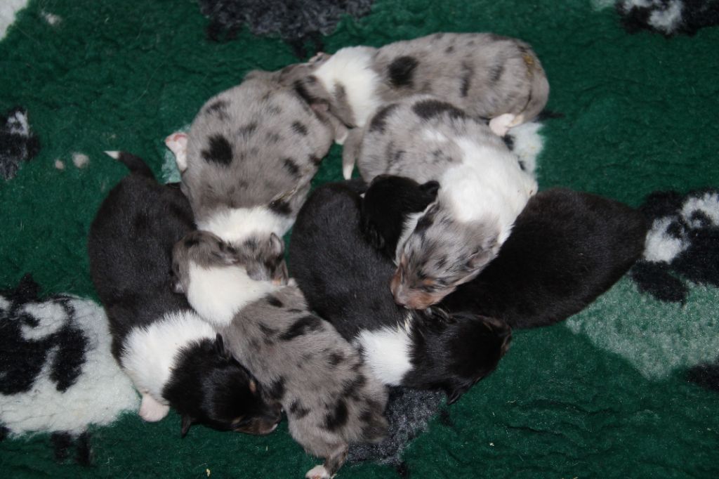 Chiot Colley à poil long de la Fleur d'Ecosse